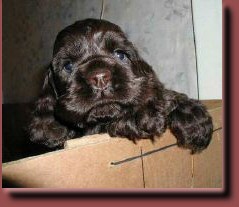 puppy1-8.jpg