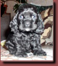 puppy5-10.jpg