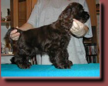 puppy5-22.jpg